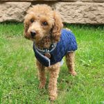 Allwettermantel für Hunde - Papierschnittmuster-2