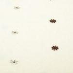 Teddy - Vyšívané smajlíky Ecru Brown Teddy - Vyšívané smajlíky Ecru Brown