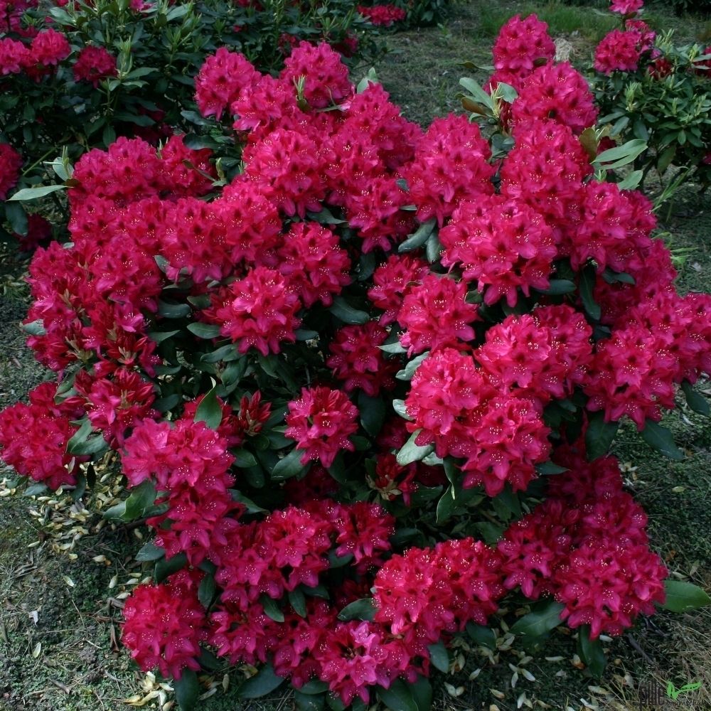 Rhododendron Hybr. 30-40 cm Alpenrose Frhlingsblher verschiedene Sorten |  pille-baumschulen.de