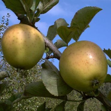 Obstbaum Apfelbaum Äpfel Herbst- Sommer- Apfel Winter 2jährig
