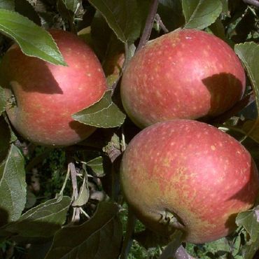 Obstbaum Apfelbaum Äpfel 2jährig Sommer- Herbst- Winter Apfel