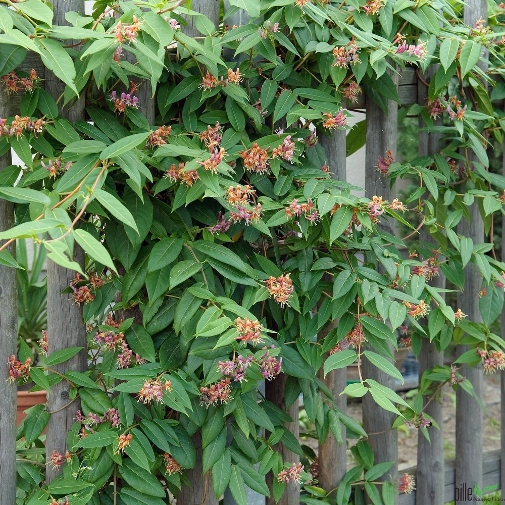 Lonicera Varianten Geiblatt versch. Varianten Heckenkirsche 60-80 cm  Lieferhhe | pille-baumschulen.de
