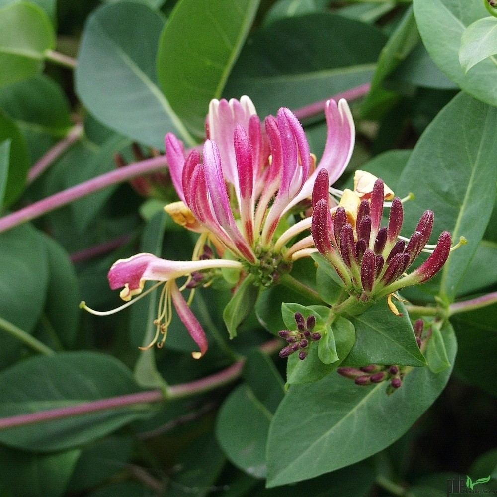 Lonicera Varianten Geiblatt versch. Varianten Heckenkirsche 60-80 cm  Lieferhhe | pille-baumschulen.de