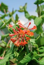 water plantain plant Alisma Plantago Aquaticum Aquatic Pond Plant