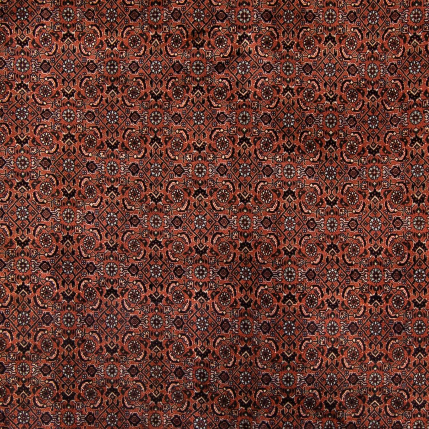 Perský koberec - Bijar - Royal - 296 x 210 cm - hnědá