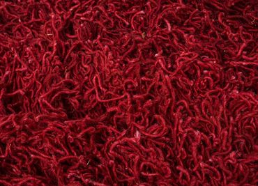 Biegacz Dywan wełniany - 365 x 124 cm - pomarańczowy