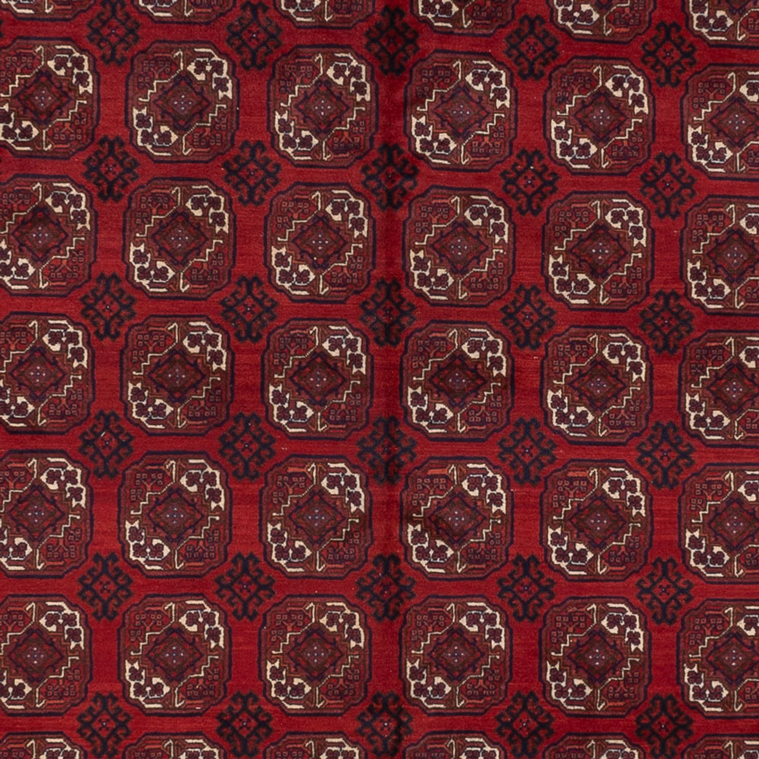 Afgański dywan - Bukhara - 334 x 252 cm - ciemna czerwień