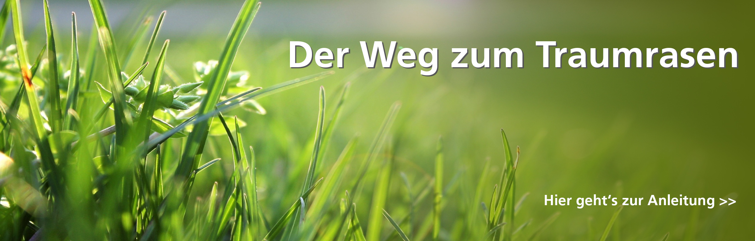 Der Samen Rohde Traumrasenweg