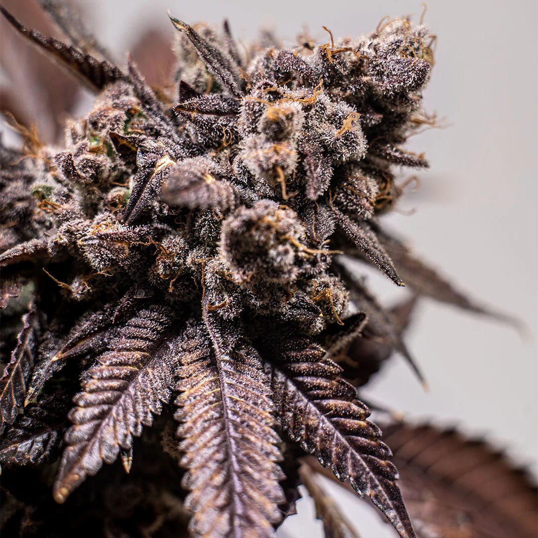 Smash Runtz Cali-Strain | 21% - 25% THC | ULTRA GENETICS Cannabis Samen  (Automatik) (3 Korn) | Samen Rohde - ...alles Gute fr den Garten