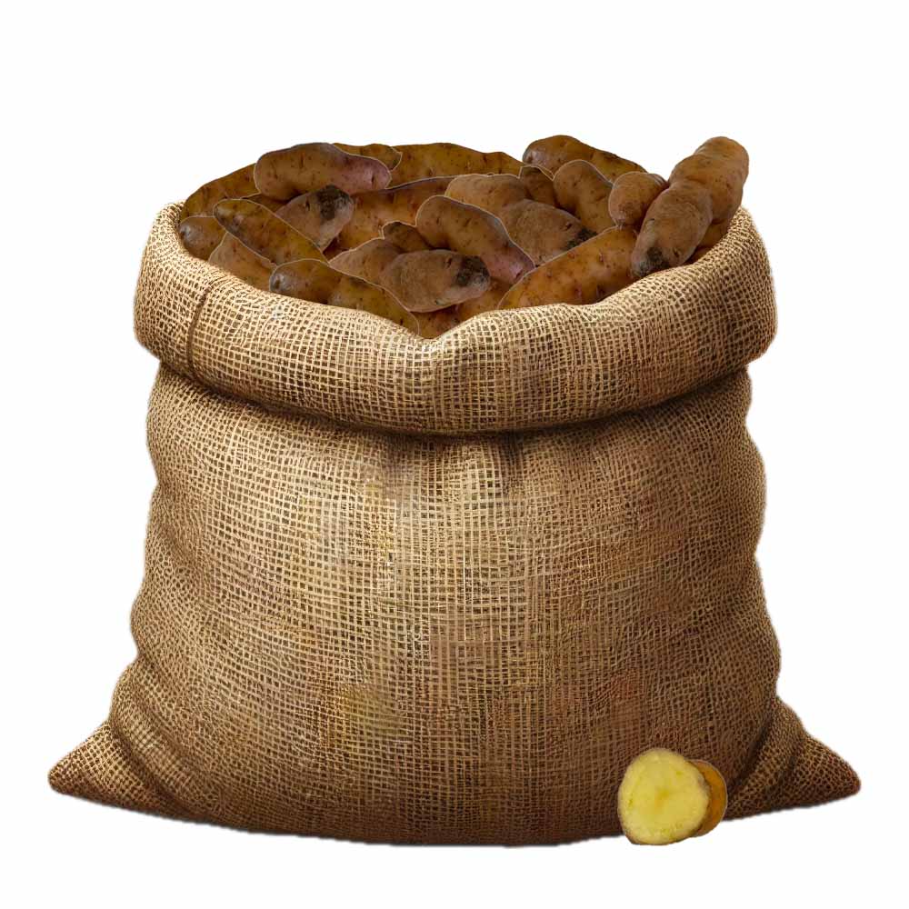 Pflanzkartoffeln - Sorte: Bamberger Hrnchen | Samen Rohde - ...alles Gute  fr den Garten