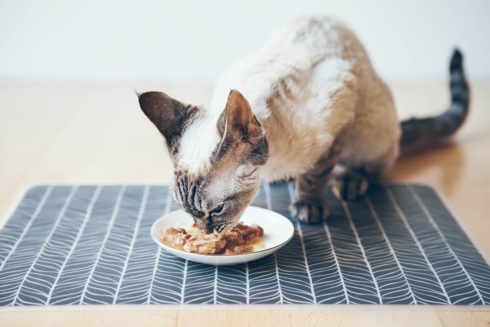 Katzen richtig und gesund ernähren - für ein langes Katzenleben an unserer Seite