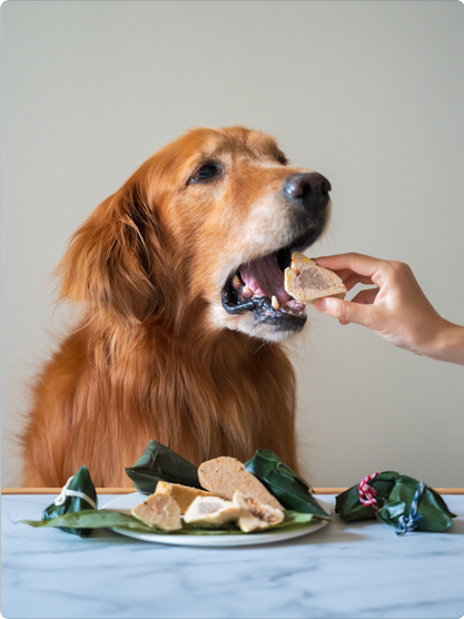 Tipps zur richtigen Ernährung von Hunden: So bleibt Ihr Vierbeiner gesund und fit