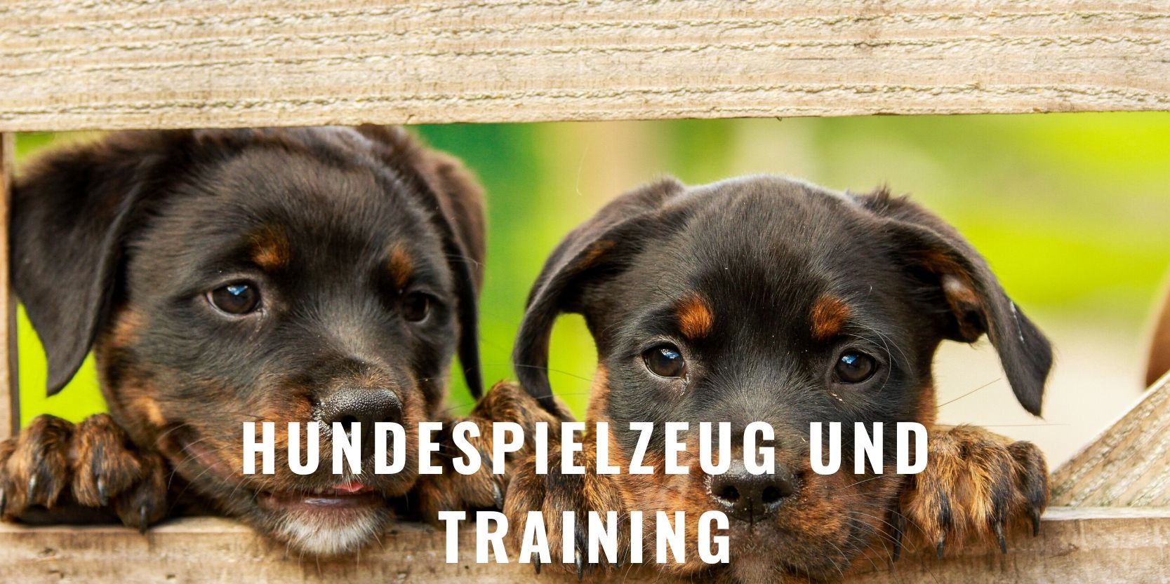 Hundesport & Spielzeug