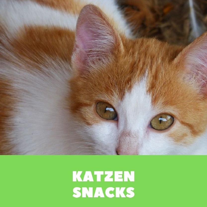 Katzensnacks