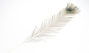 Nadeco Bild Pfauenfeder natur 1 Stück ca. 75-90cm Pfauenfeder natur 1 Stück ca. 75-90cm