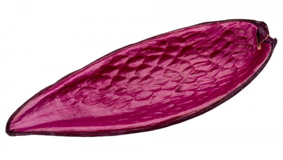 NaDeco® Canoinha kiwiDauschoteFuntumia FruchtExotische Dekoration