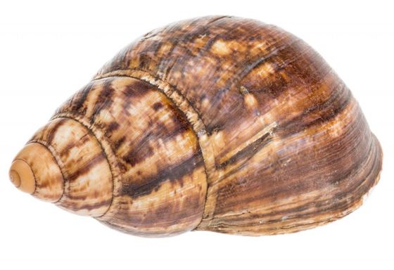 NaDeco® Terebra maculata 15cmgefleckte Schraubenschnecke