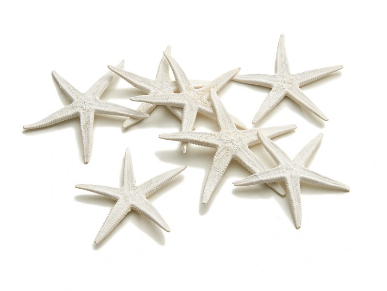 Seesterne Deko Nadeco De