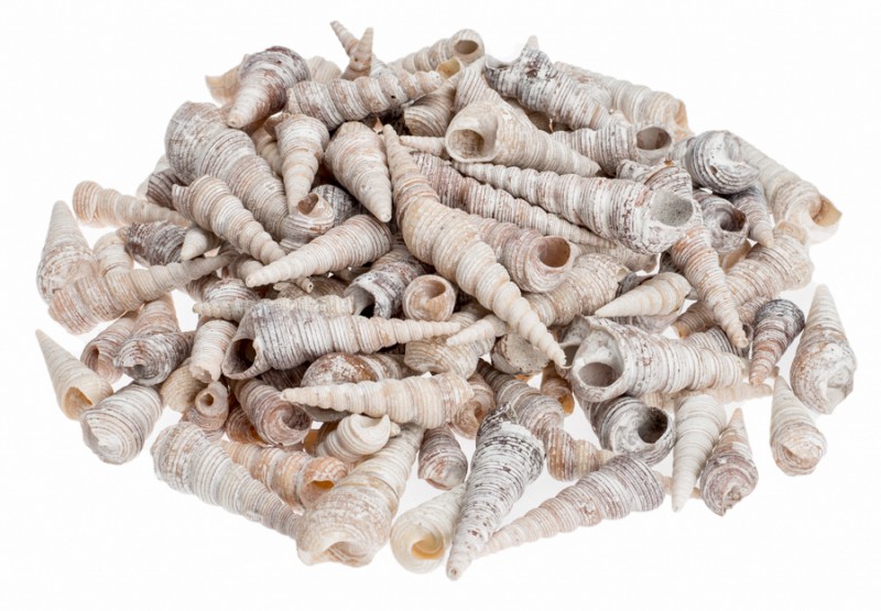 Turritella terebra weiß 68cm 1kg NaDeco