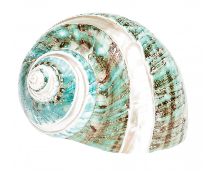 NaDeco® Turbo marmoratus poliert ca 7cmTurbo Burgosgroßes Schneckenhaus NaDeco® Turbo marmoratus poliert ca 7cmTurbo Burgosgroßes Schneckenhaus