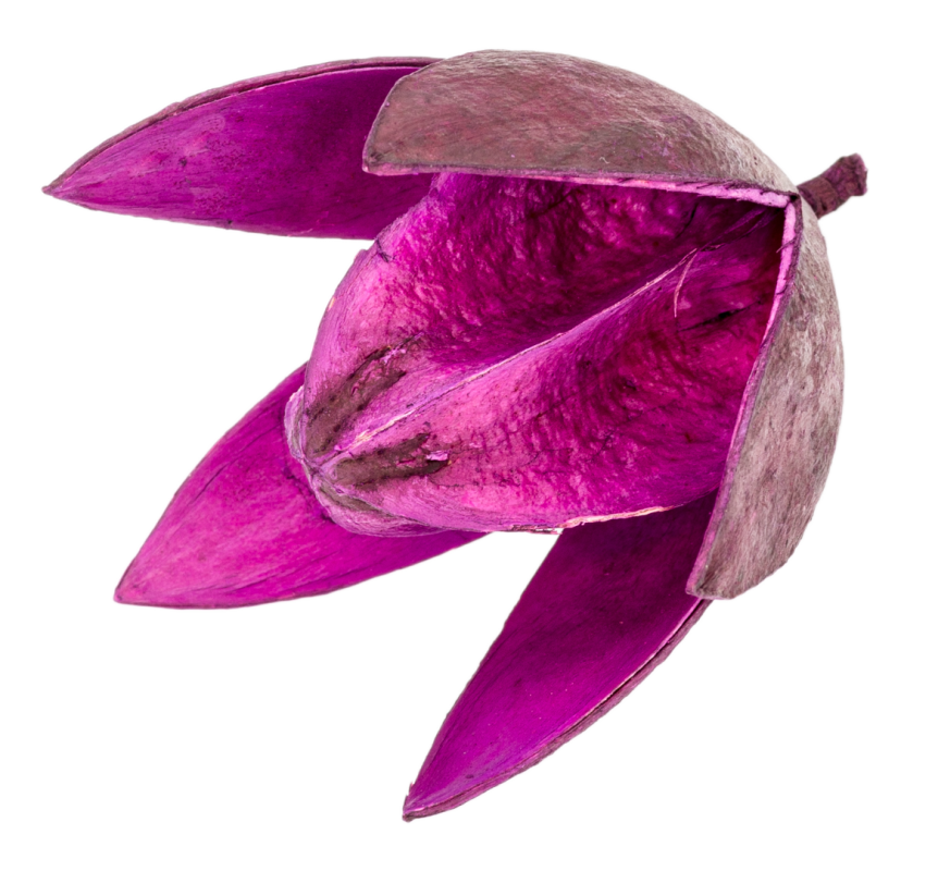 NaDeco® Wildlilie natur ca 6cmSoymida febrifugaTrockenblumenNaturdeko 