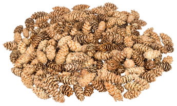 Nadeco Bild Douglasien Zapfen ca. 5-8cm 1kg | Pseudotsuga menziesii Douglasien Zapfen ca. 5-8cm 1kg | Pseudotsuga menziesii