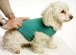   Dog & Cat Body, Bauchverband