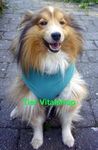   Dog & Cat Body, Bauchverband