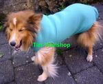   Dog & Cat Body, Bauchverband
