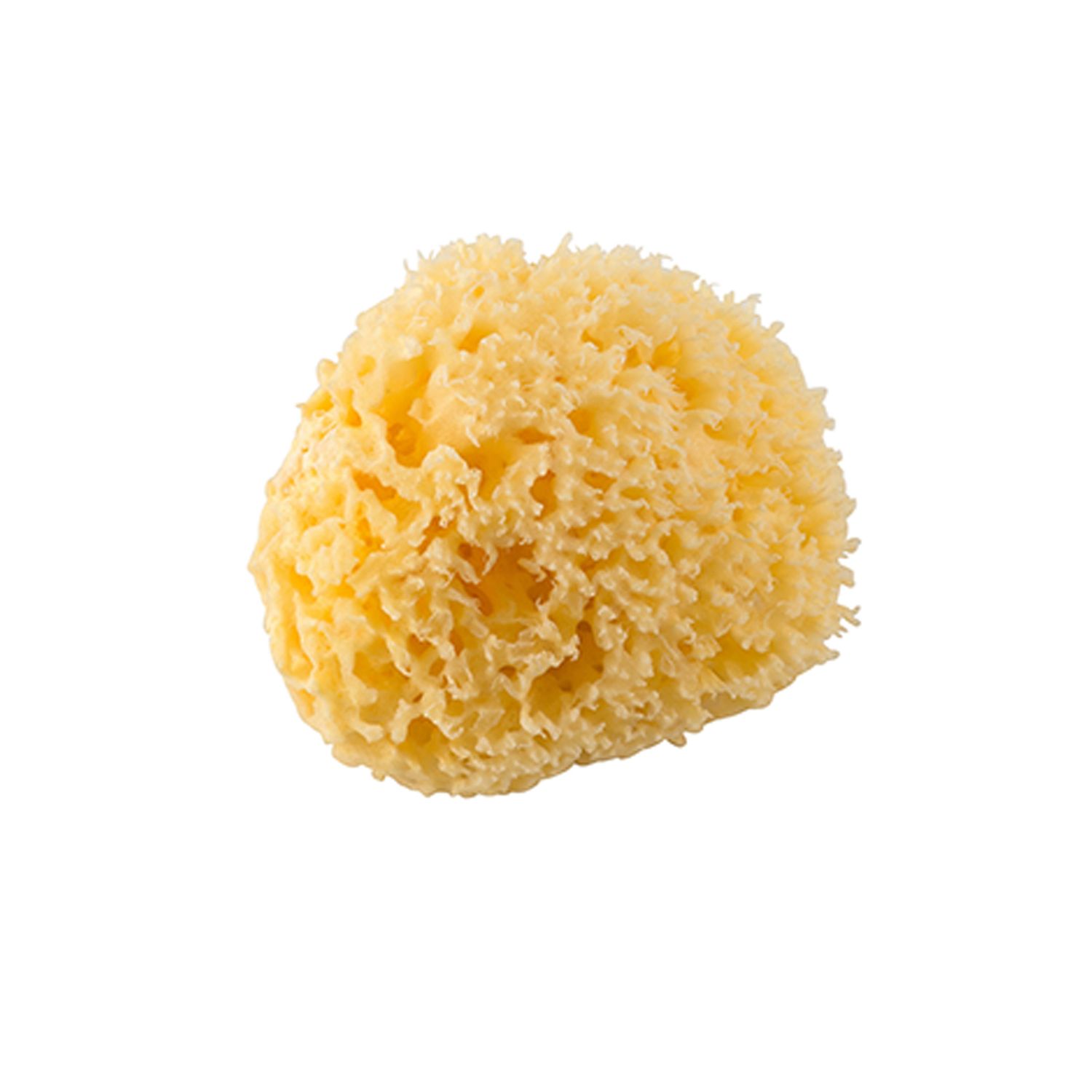 Mediterranean sponge