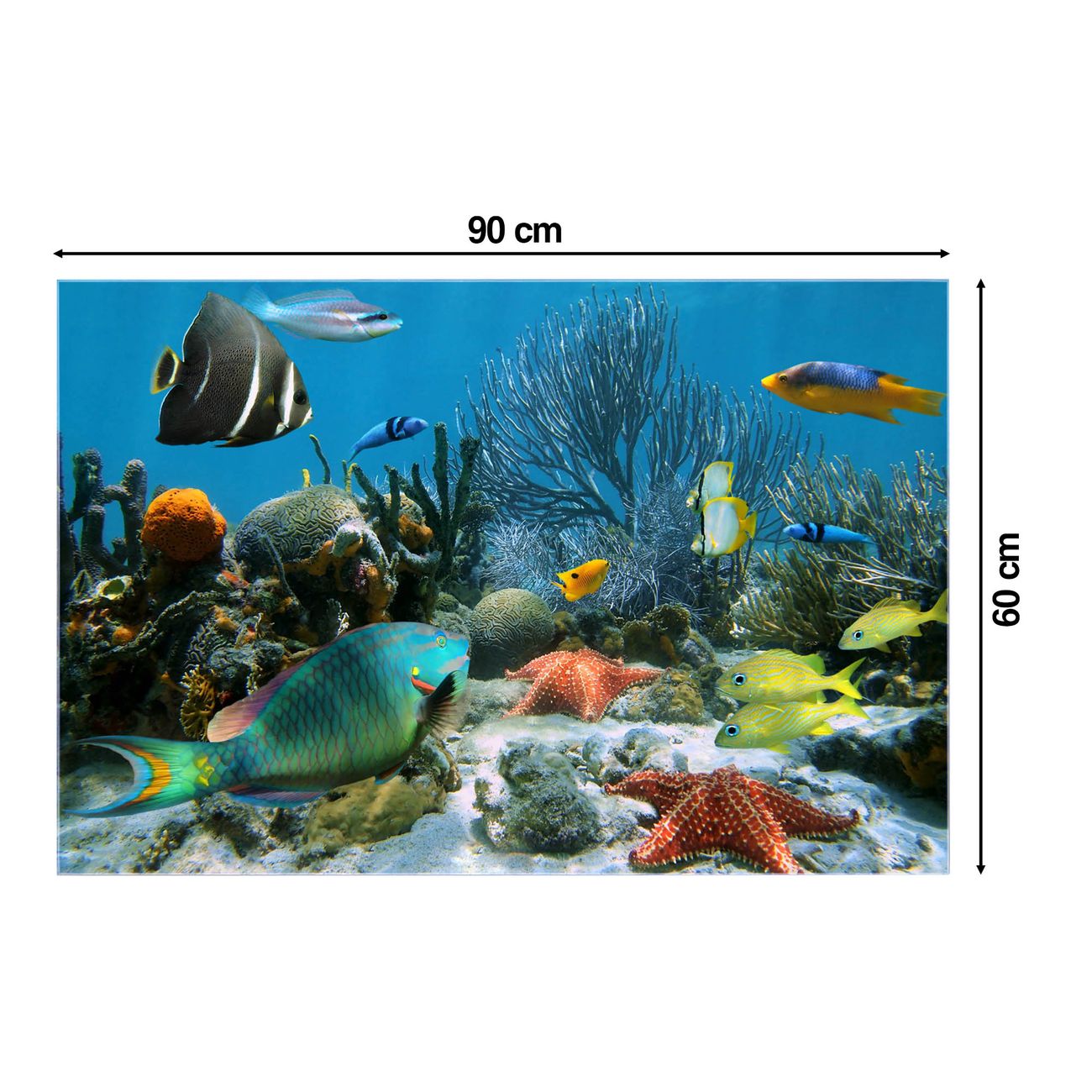 Küchenrückwand Glas Motiv Korallenriff 1 | banjado