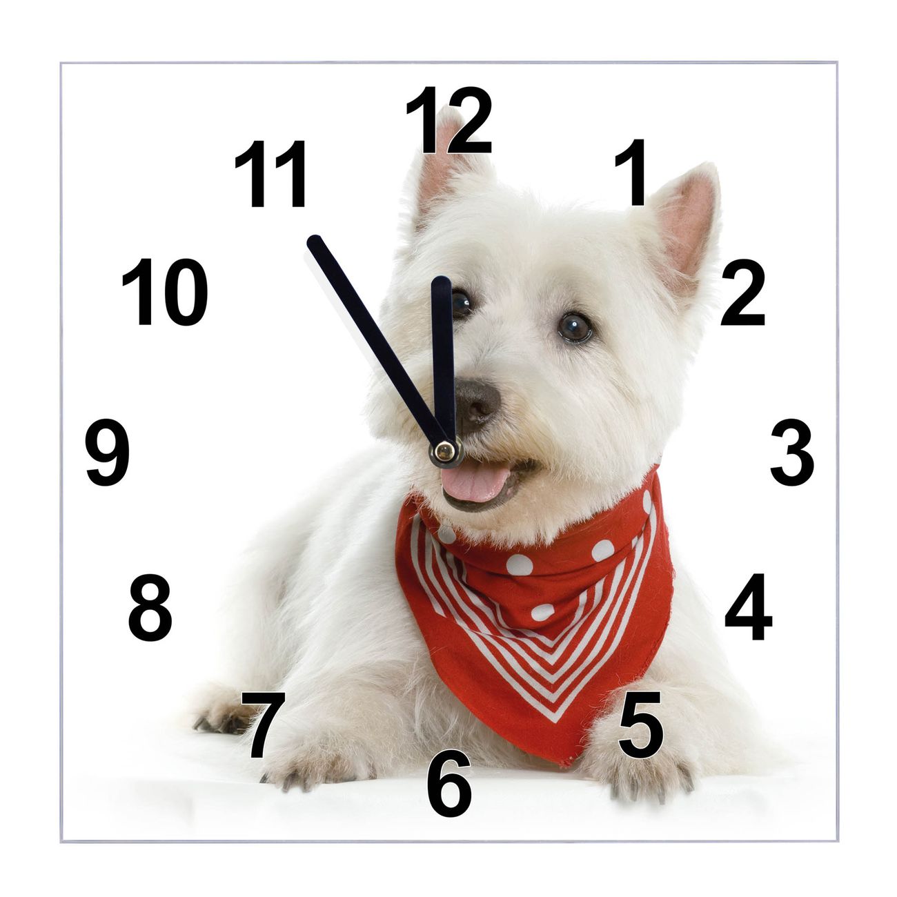 banjado Wanduhr aus echtem Glas mit Motiv Westie, geräuscharme Wanduhr modern, 30x30cm quadratisch als Wanduhr Küche, Wohnzimmer Uhr, Uhr Flur