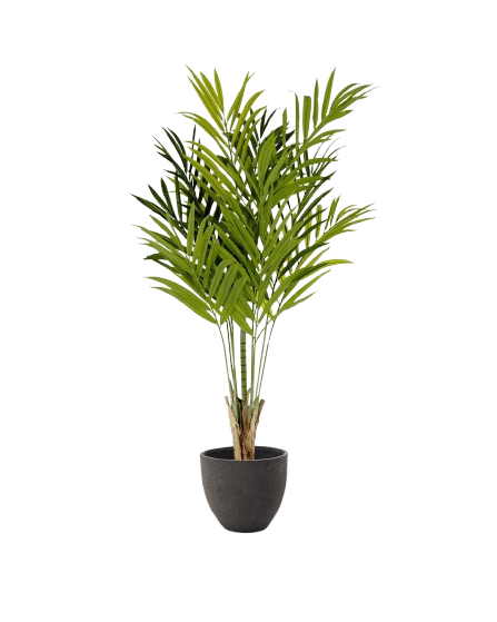wie gro wird monstera monkey leaf Monstera Monkey Leaf  Fensterblatt - 30-180 cm - 27 cm