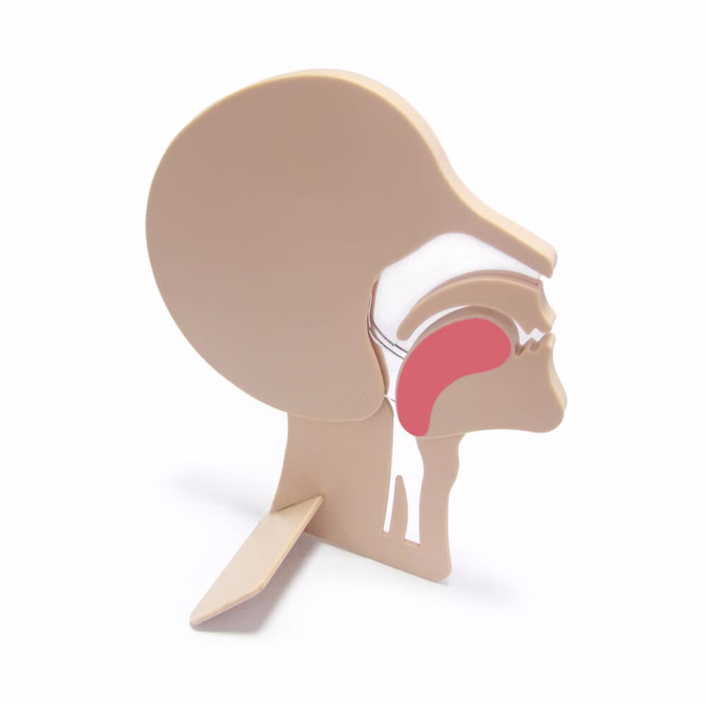 Fenomed Kopfschnittmodell zur Demonstration verlegter Atemwege