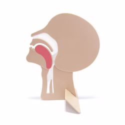 Fenomed Kopfschnittmodell zur Demonstration verlegter Atemwege