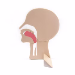 Fenomed Kopfschnittmodell zur Demonstration verlegter Atemwege