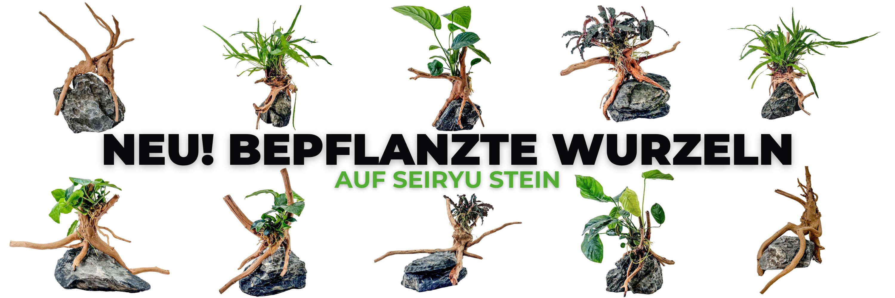 Bepflanzte Wurzeln auf Stein