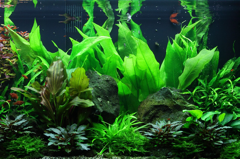 Aquarium Pflanze Echinodorus bleheri im Topf Topf Nr.371