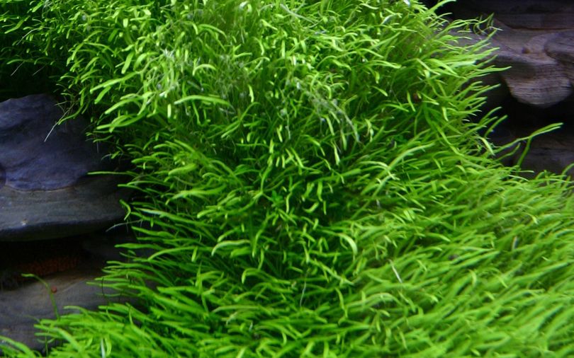 Aquarium Pflanze Utricularia graminifolia Tropica Nr.049B TC in Vitro