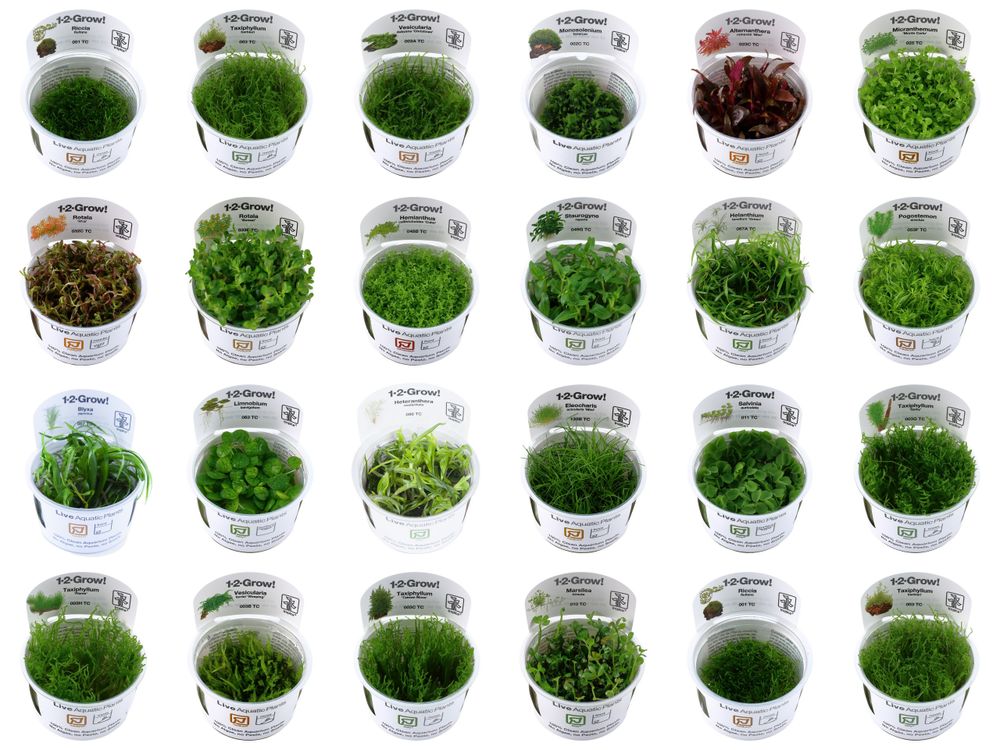 Aquarium Plante Tropica Tc Dans Vitro Ebay