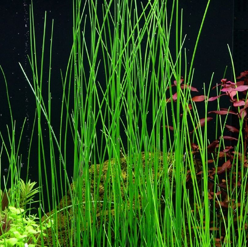 Gräser Set mit 3 Gras Pflanzen Aquariumpflanzen Set Nr.130