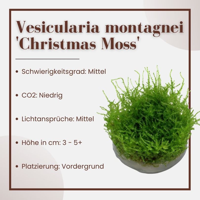 Aquarium Pflanze In Vitro 3 Stck Moos Vesicularia dubyana Christmas  Wasserpflanze Nr.003A TC Set