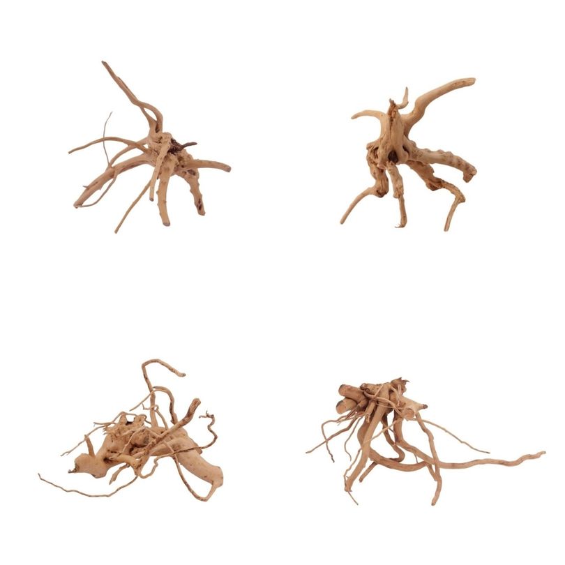 Moorkien Wurzel M 15-25cm