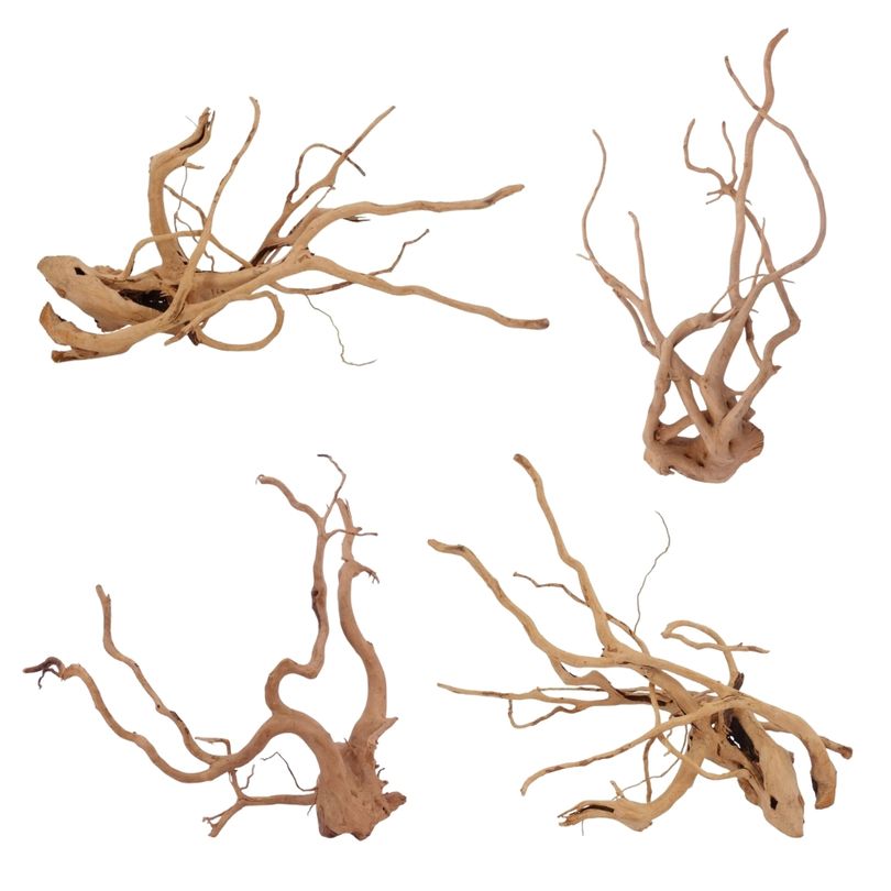 Moorkien Wurzel XL 60-80cm