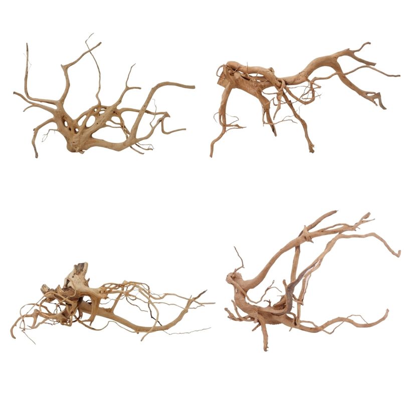 Moorkien Wurzel XXL 90-110cm