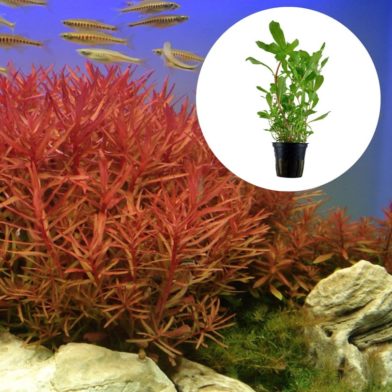 Aquarium Pflanze Ammannia crassicaulis Nr.033B