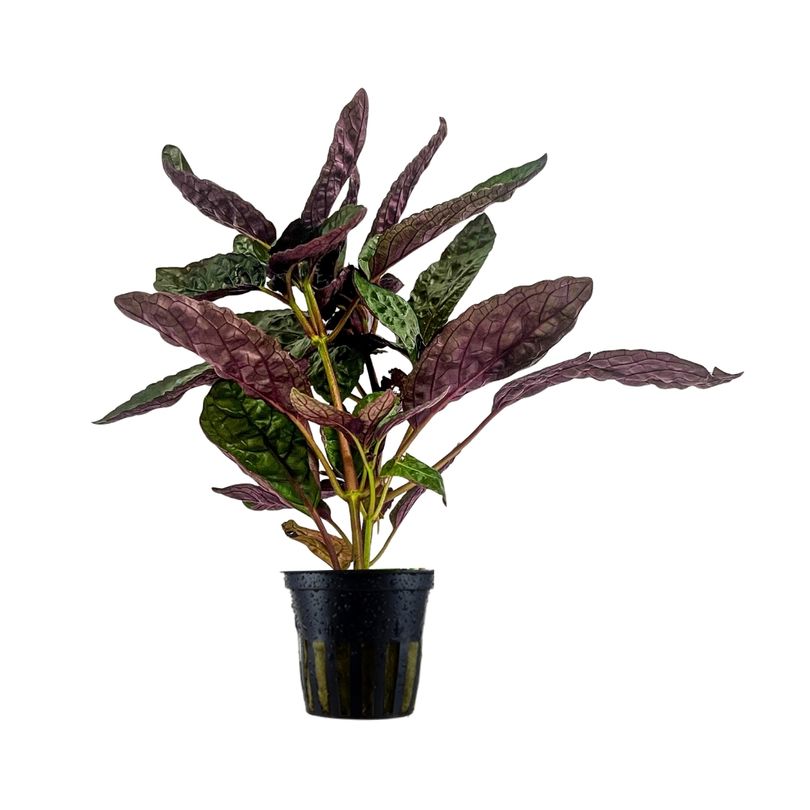 Terrarium Pflanze Hemigraphis colorata Topf Nr.404T