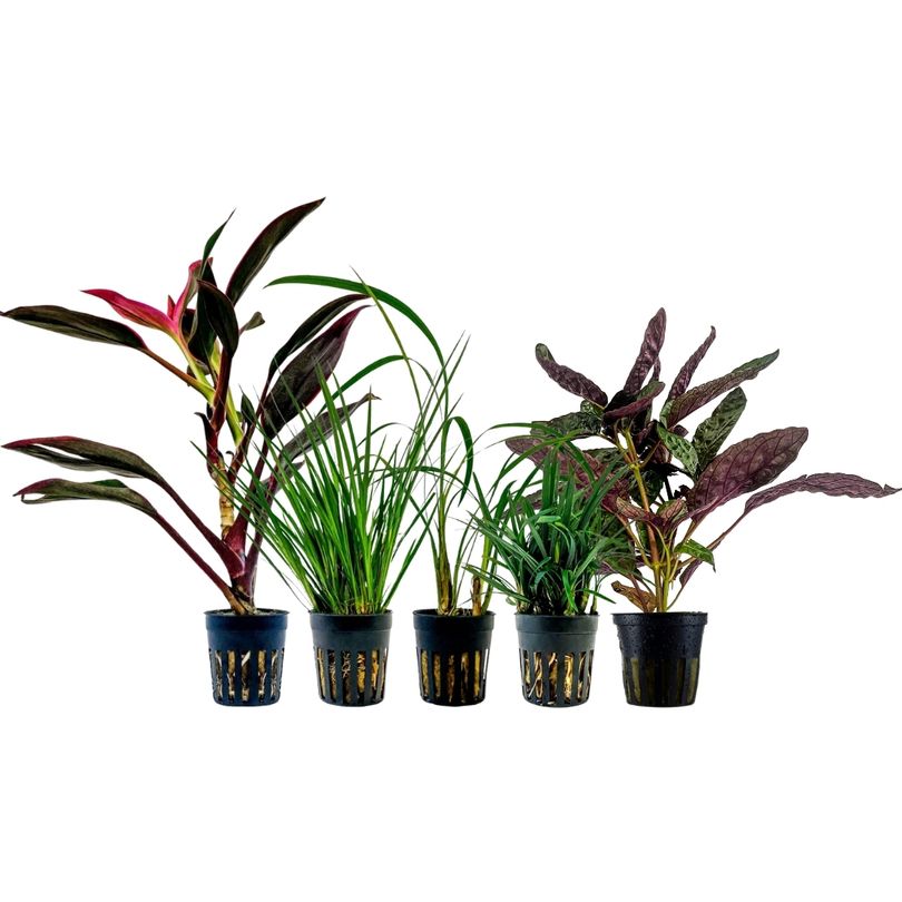 Pflanzen Set mit 5 Terrarienpflanzen Nr.271