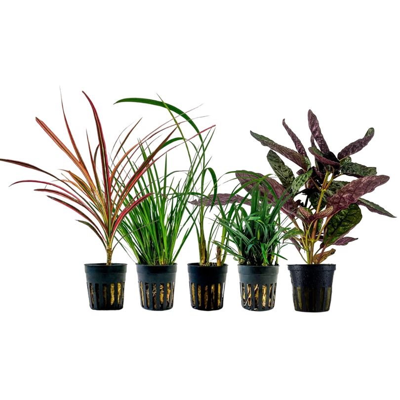 Pflanzen Set mit 5 Terrarienpflanzen Nr.272