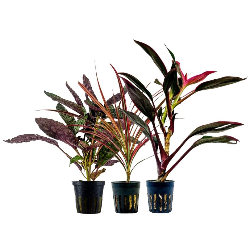 Pflanzen Set mit 3 Terrarienpflanzen Nr.273